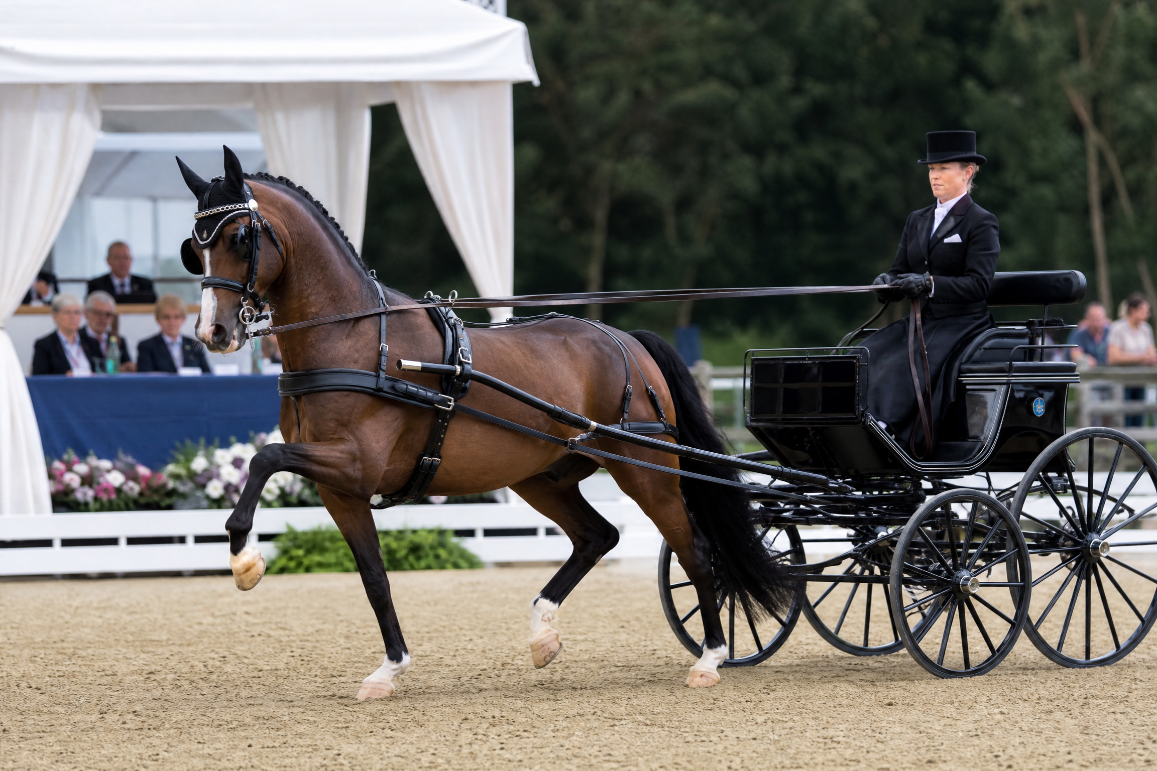 Dressage competition
